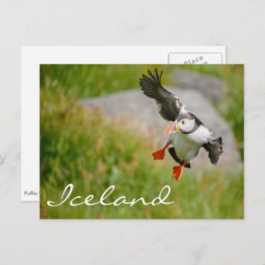 Puffin vliegend op IJsland Briefkaart (Voorkant / Achterkant)
