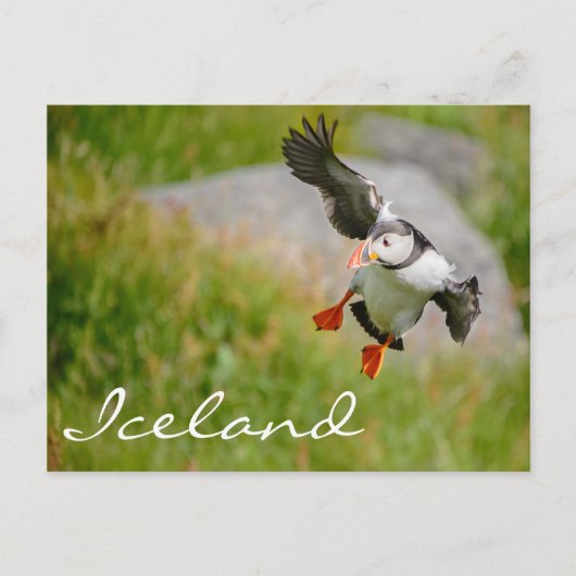Puffin vliegend op IJsland Briefkaart (Voorkant)