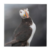 Puffin-vogel Tegeltje (Voorkant)