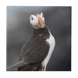 Puffin-vogel Tegeltje