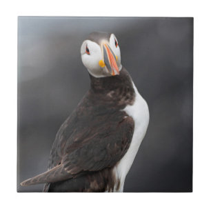 Puffin-vogel Tegeltje