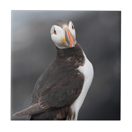 Puffin-vogel Tegeltje (Voorkant)