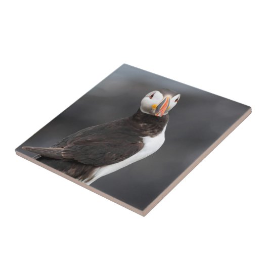 Puffin-vogel Tegeltje (Zijkant)