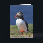 Puffin Wenskaarten Kaart<br><div class="desc">Puffins in verschillende houdingen als ze het broedseizoen doorbrengen op een klein eiland net voor de kust van Pembrokeshire in Wales. Voeg eenvoudig tekst toe in een ruime keuze aan lettertypen.</div>