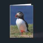 Puffin Wenskaarten Kaart<br><div class="desc">Puffins in verschillende houdingen als ze het broedseizoen doorbrengen op een klein eiland net voor de kust van Pembrokeshire in Wales. Voeg eenvoudig tekst toe in een ruime keuze aan lettertypen.</div>