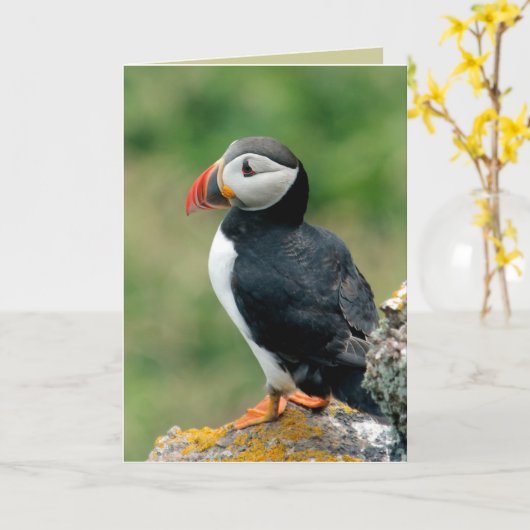 Puffin-Wenskaarten Kaart (Gele Bloem)