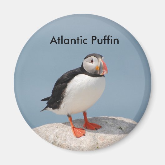 Puffinmagneet Magneet (Voorkant)