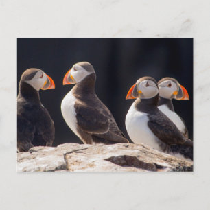 Puffins Briefkaart
