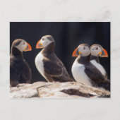 Puffins Briefkaart (Voorkant)