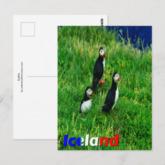 Puffins Briefkaart (Voorkant / Achterkant)