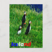 Puffins Briefkaart (Voorkant)