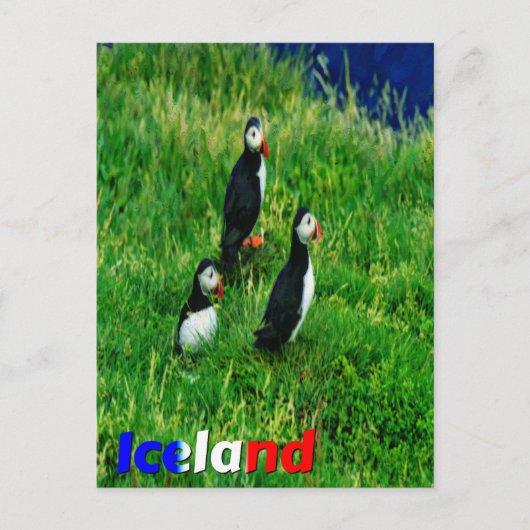 Puffins Briefkaart (Voorkant)