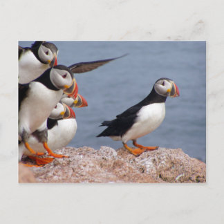 Puffins Briefkaart