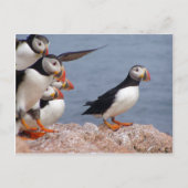 Puffins Briefkaart (Voorkant)