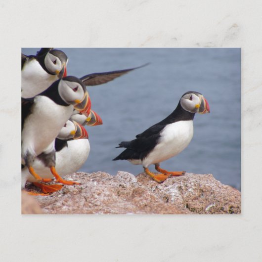 Puffins Briefkaart (Voorkant)