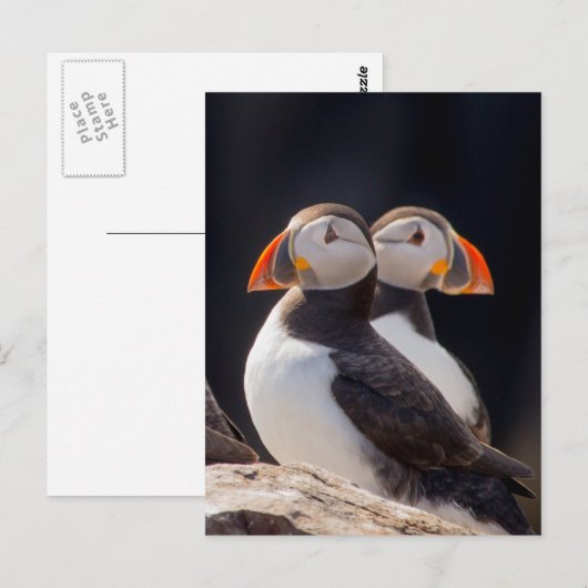 Puffins Briefkaart (Voorkant / Achterkant)