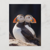 Puffins Briefkaart (Voorkant)