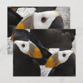 Puffins... Briefkaart (Voorkant / Achterkant)