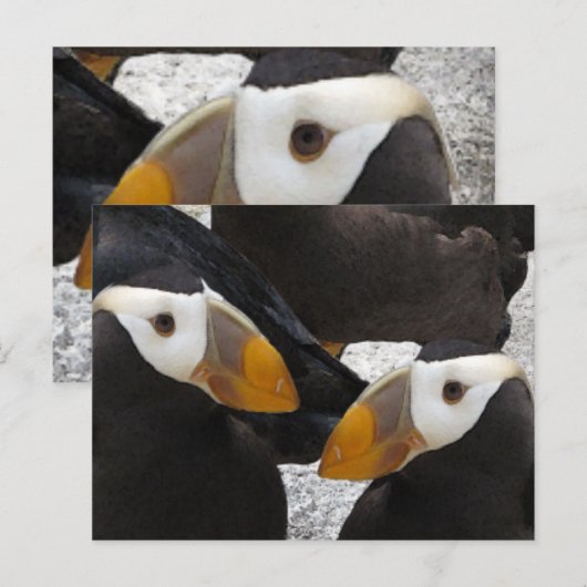 Puffins... Briefkaart (Voorkant / Achterkant)