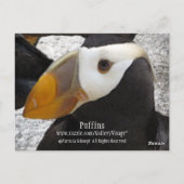 Puffins... Briefkaart (Achterkant)