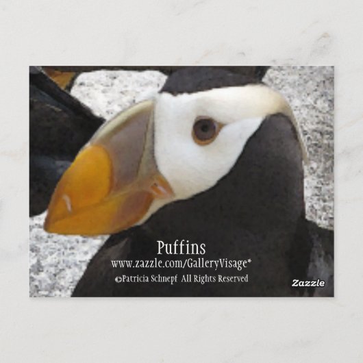 Puffins... Briefkaart (Achterkant)