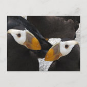 Puffins... Briefkaart (Voorkant)
