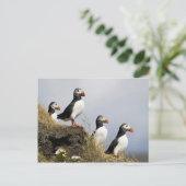 Puffins Briefkaart (Staand voorkant)