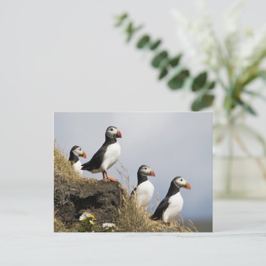 Puffins Briefkaart (Staand voorkant)