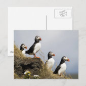 Puffins Briefkaart (Voorkant / Achterkant)