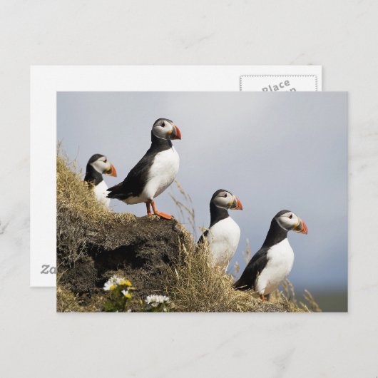 Puffins Briefkaart (Voorkant / Achterkant)