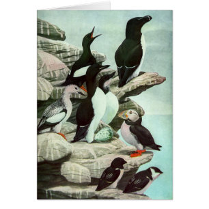  Puffins en watervogels van Louis Fuertes