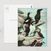  Puffins en watervogels van Louis Fuertes Briefkaart (Voorkant / Achterkant)