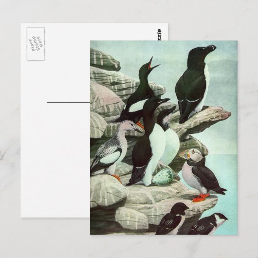 Puffins en watervogels van Louis Fuertes Briefkaart (Voorkant / Achterkant)