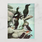 Puffins en watervogels van Louis Fuertes Briefkaart (Voorkant)