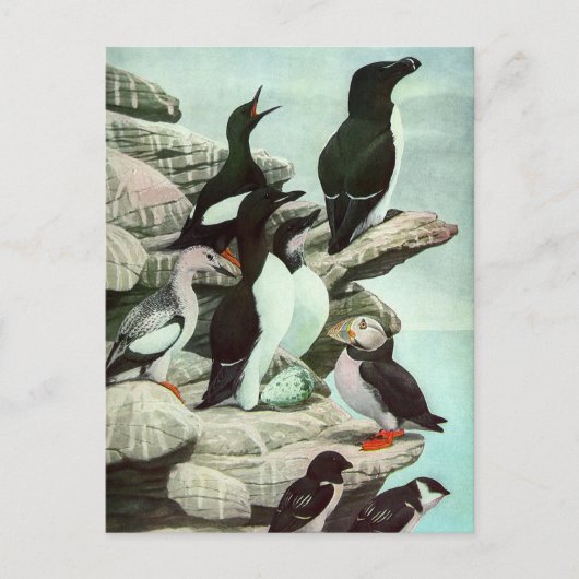  Puffins en watervogels van Louis Fuertes Briefkaart (Voorkant)