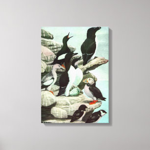  Puffins en watervogels van Louis Fuertes Canvas Afdruk