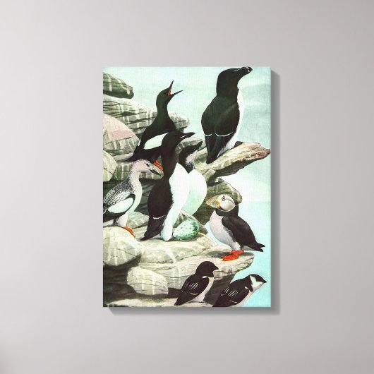  Puffins en watervogels van Louis Fuertes Canvas Afdruk (Voorkant)