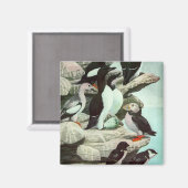  Puffins en watervogels van Louis Fuertes Magneet (Voorkant / Achterkant)