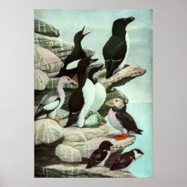  Puffins en watervogels van Louis Fuertes Poster
