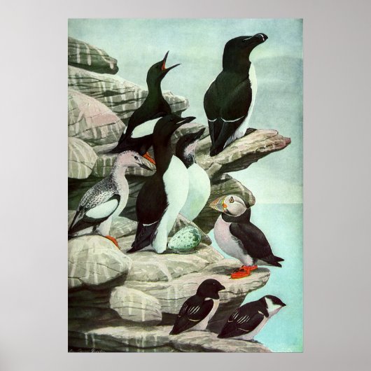  Puffins en watervogels van Louis Fuertes Poster (Voorkant)