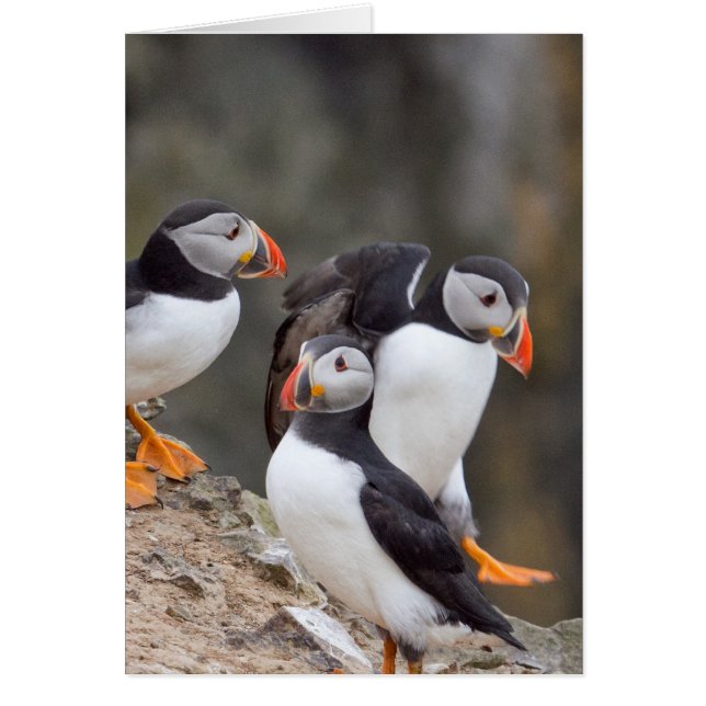 Puffins-groep (Voorkant)