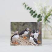 Puffins-groep Briefkaart (Staand voorkant)