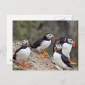 Puffins-groep Briefkaart (Voorkant / Achterkant)