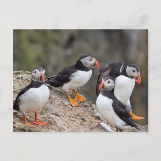 Puffins-groep Briefkaart (Voorkant)