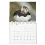Puffins - kleine Vögel ganz groß Kalender (Jan 2027)