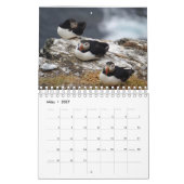 Puffins - kleine Vögel ganz groß Kalender (Mar 2027)