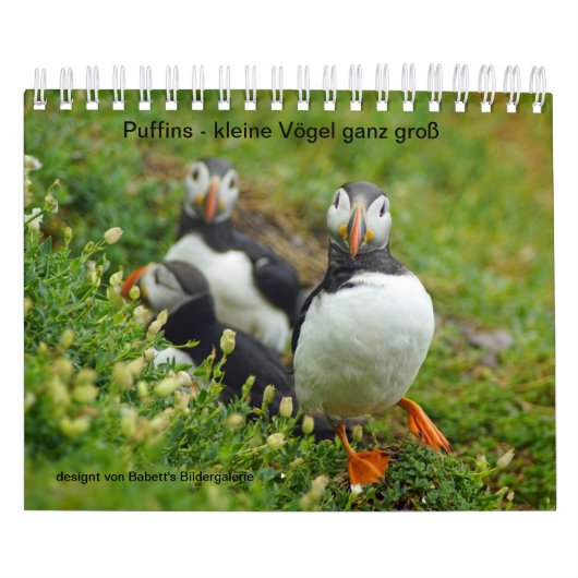 Puffins - kleine Vögel ganz groß Kalender (Hoes)