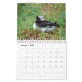 Puffins - little birds big kalender (Feb 2027)