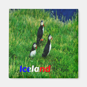 Puffins Magneet