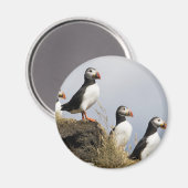 Puffins Magneet (Voorkant / Achterkant)